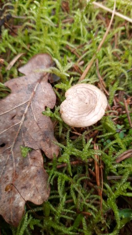 Rhizocybe pruinosa