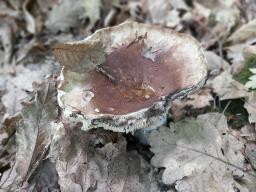 Russula adusta