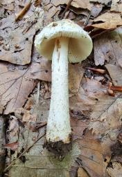 Amanita griseofulva