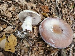 Cortinarius praestans