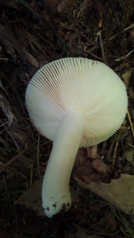 Russula heterophylla