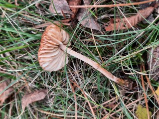 Marasmius oreades