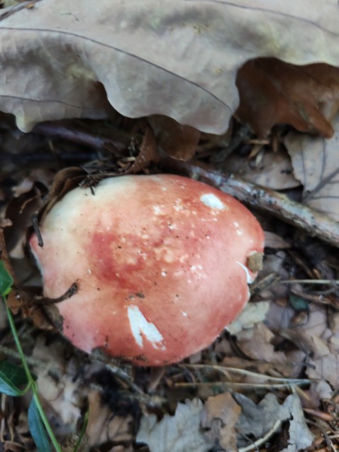 Russula rosea