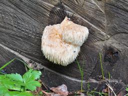 Hericium erinaceus