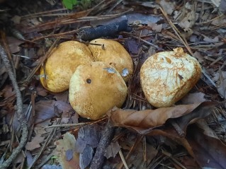 Rhizopogon luteolus