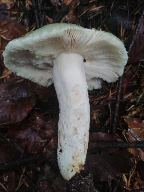 Russula virescens