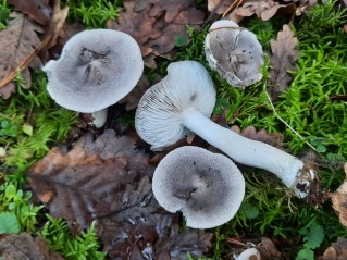 Tricholoma terreum