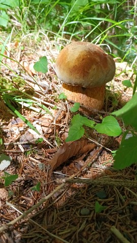 Suillellus luridus