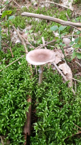 Amanita porphyria