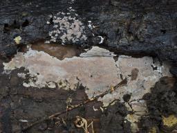 Odonticium septocystidia