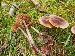 Cortinarius umbrinolens