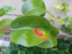 Gymnosporangium sabinae