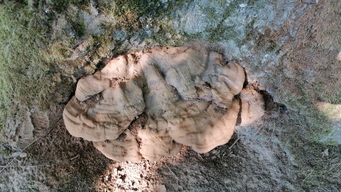 Ganoderma applanatum