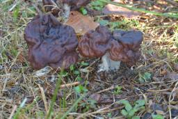 Gyromitra esculenta