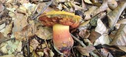 Neoboletus xanthopus