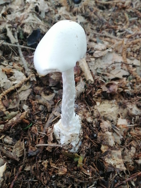 Amanita virosa