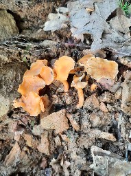 Cantharellus friesii