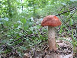 Leccinum aurantiacum