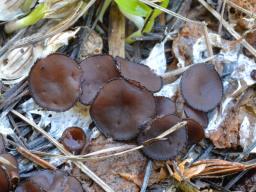 Pseudombrophila guldeniae