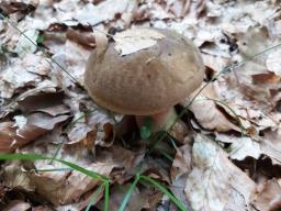 Neoboletus xanthopus