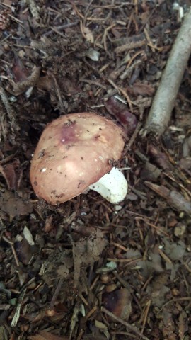 Russula integra