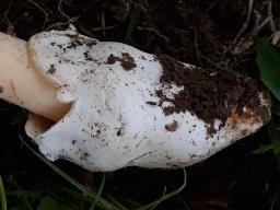 Amanita crocea