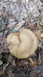 Paxillus involutus