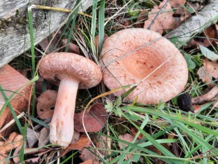 Lactarius torminosus