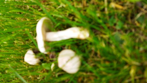 Entoloma sepium