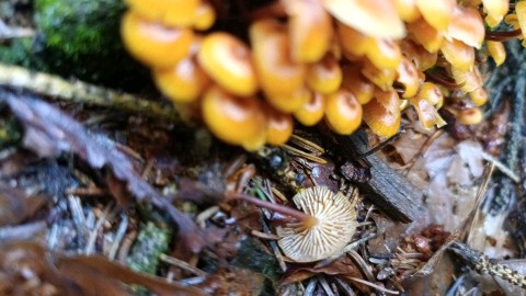 Xeromphalina campanella