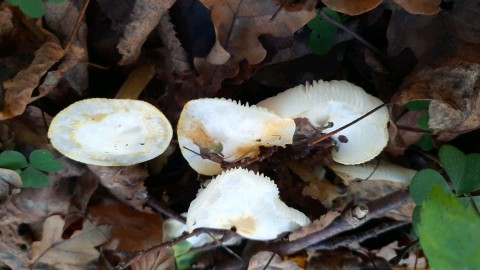 Hygrophorus chrysodon