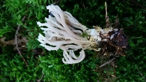 Clavulina coralloides