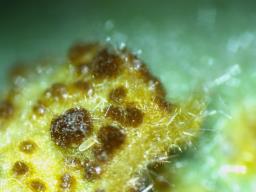 Puccinia modiolae