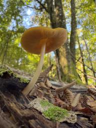 Pluteus leoninus