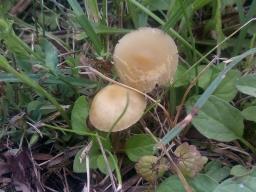 Agrocybe elatella