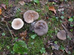 Lactarius fuliginosus