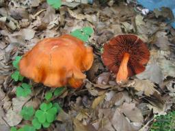 Cortinarius cinnabarinus