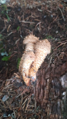 Pholiota squarrosa