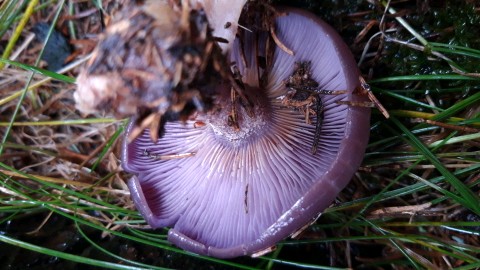 Collybia nuda