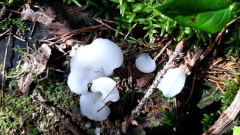 Pseudohydnum gelatinosum