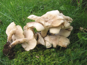 Clitocybe fasciculata