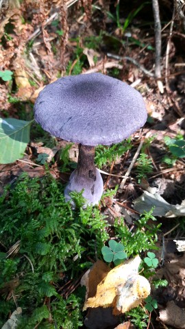 Cortinarius violaceus