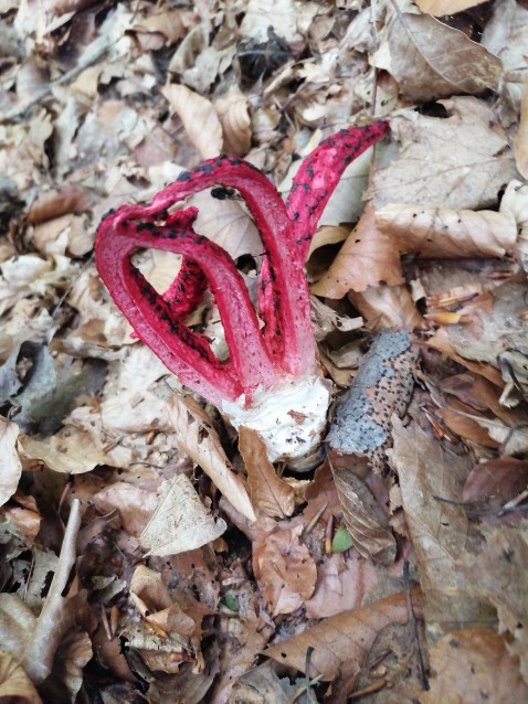 Clathrus archeri