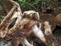 Cyclocybe erebia