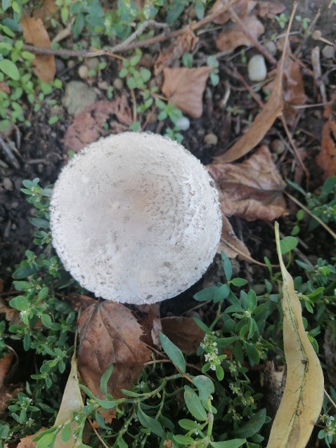 Leucoagaricus leucothites