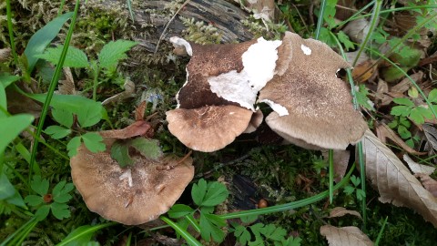 Lentinus substrictus