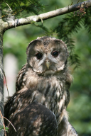 Strix aluco