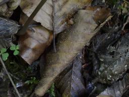 Hymenoscyphus albopunctus