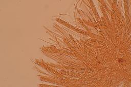 Lanzia luteovirescens