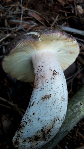 Russula olivacea